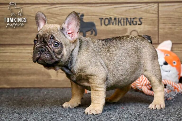 Luna, a sable French Bulldog puppy, standing in side view on gray carpet beside a fox toy.