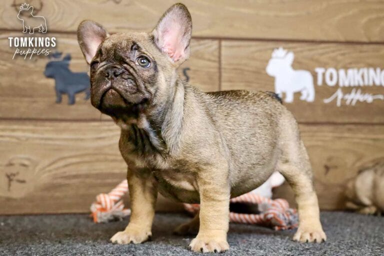 Luna, a sable French Bulldog puppy, standing on gray carpet in front of a wood backdrop and looking upward.