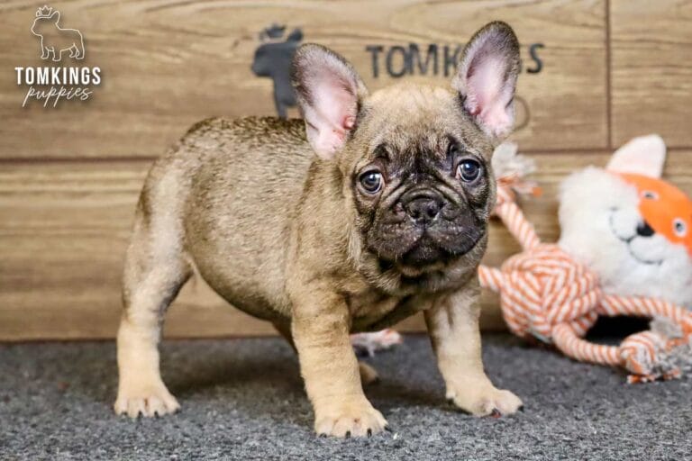 Luna, a sable French Bulldog puppy, standing on gray carpet beside an orange-and-white fox toy.