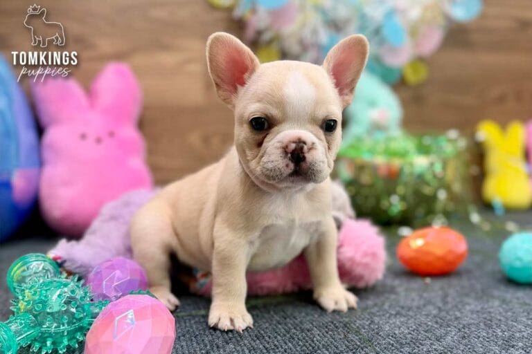 Tundra, a cream female French Bulldog puppy, sitting on gray carpet with pastel Easter toys in the foreground.