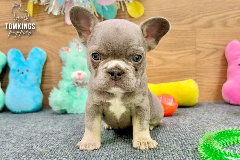 Vail, a lilac and tan female French Bulldog puppy, seated facing forward on gray carpet with Easter decor.