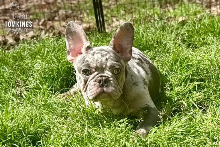 Amaretto, a blue merle French Bulldog puppy, resting in tall grass outdoors and facing forward.