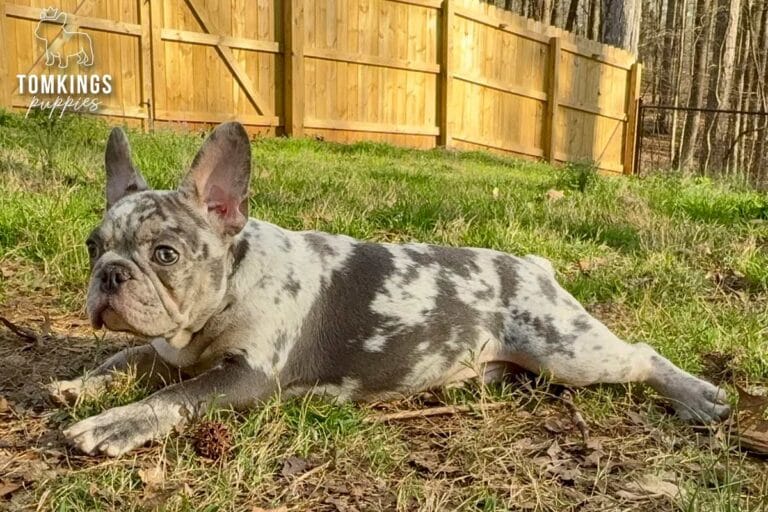 Amaretto, a blue merle French Bulldog puppy, lying on grass and facing the camera outdoors.