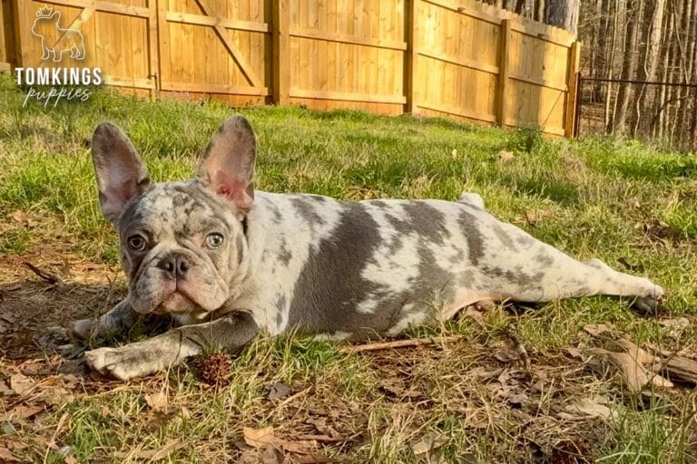 Amaretto, a blue merle French Bulldog puppy, lying stretched out on grass in side view outdoors.