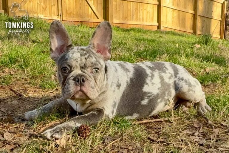 Amaretto, a blue merle French Bulldog puppy, lying on grass outdoors and looking toward the camera.