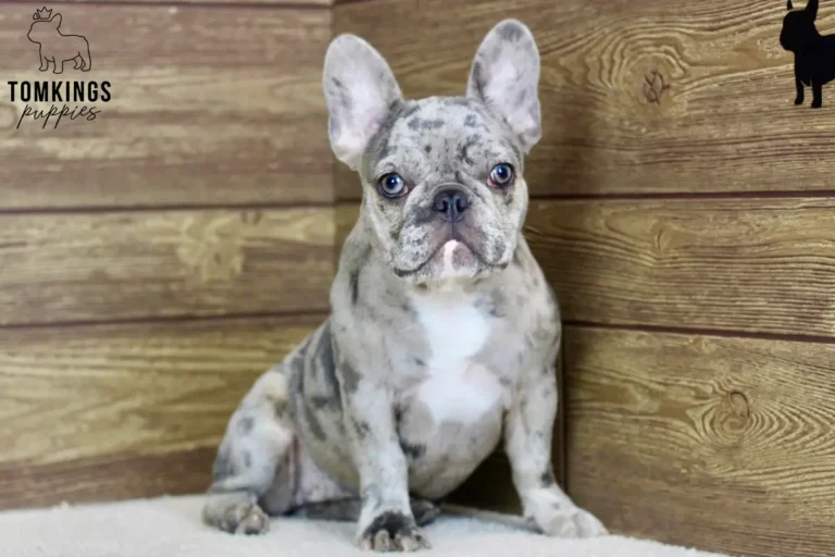 Ariana, a blue merle French Bulldog puppy, facing the camera in a centered portrait.