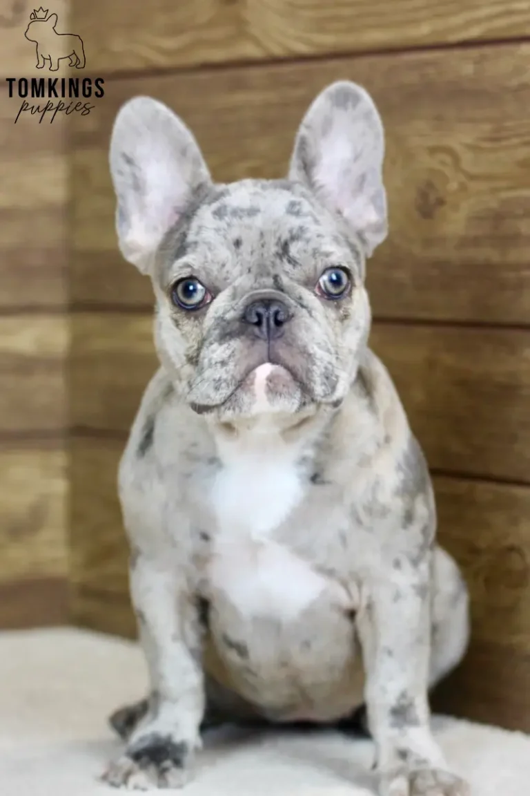 Ariana, a blue merle French Bulldog puppy, facing the camera in a centered portrait.