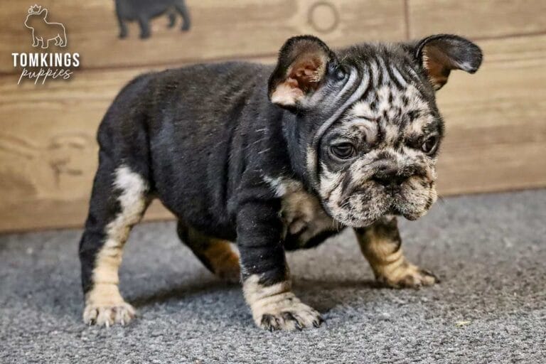 Beca, a black merle and tan female French Bulldog puppy, standing on gray carpet indoors.