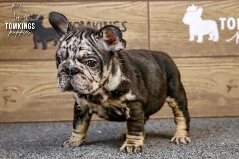Beca, a black merle and tan female French Bulldog puppy, standing in side view on gray carpet.