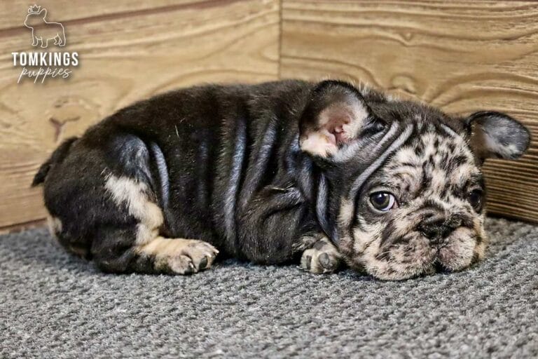 Beca, a black merle and tan female French Bulldog puppy, lying on gray carpet indoors.