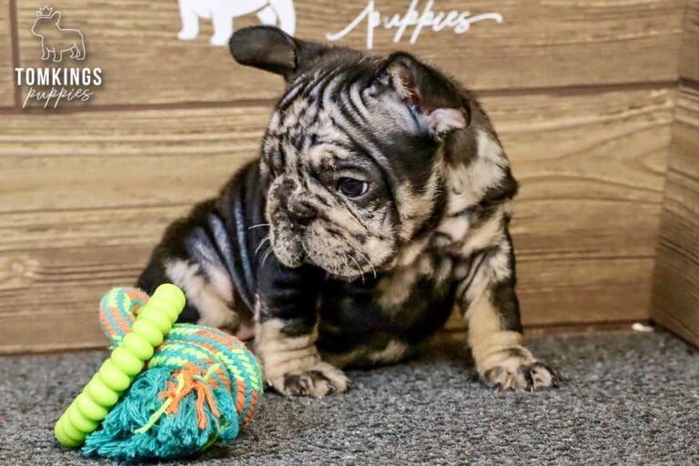 Beca, a black merle and tan female French Bulldog puppy, sitting beside a rope toy on gray carpet.