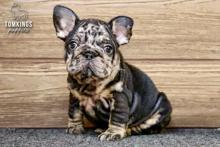 Beca, a black merle and tan female French Bulldog puppy, sitting on gray carpet and facing forward.
