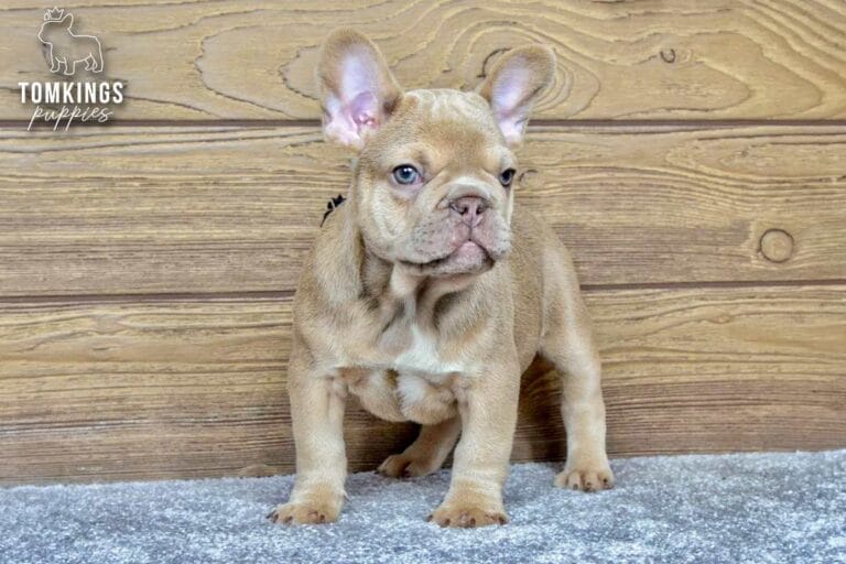 Betania, a female French bulldog puppy with a lilac fawn coat, standing in front of a wooden wall and looking slightly away from the camera.