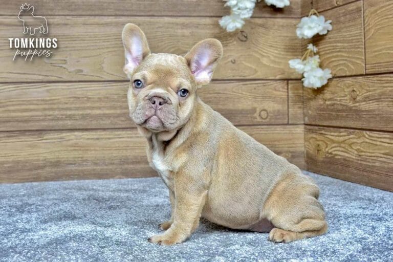 Betania, a female French bulldog puppy with a lilac fawn coat, sitting in front of a wooden wall and facing the camera.
