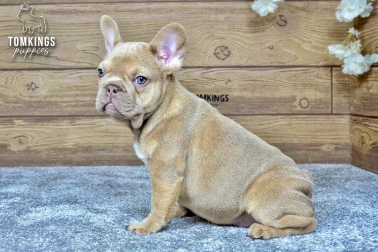 Betania, a female French bulldog puppy with a lilac fawn coat, sitting in profile in front of a wooden wall and looking toward the camera.