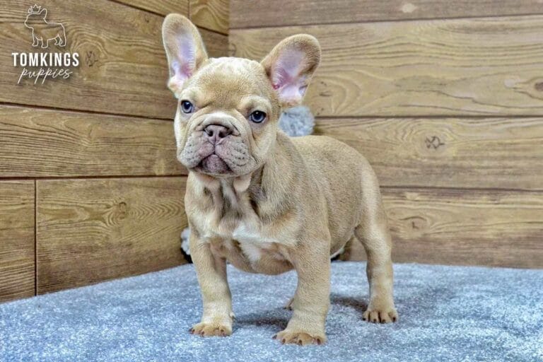 Betania, a female French bulldog puppy with a lilac fawn coat, standing in front of a wooden wall and facing the camera.