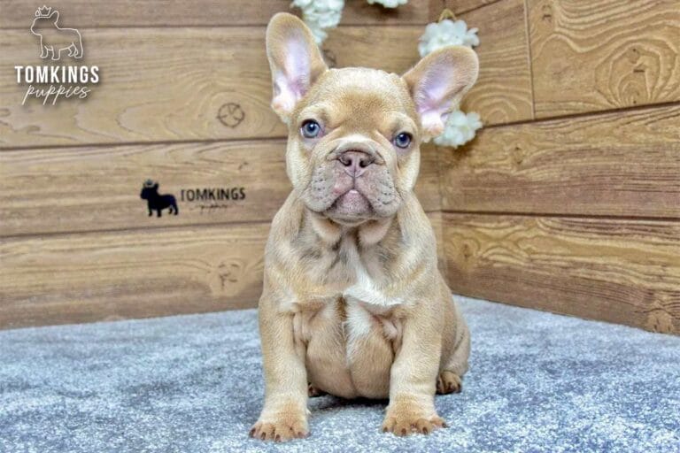 Betania, a female French bulldog puppy with a lilac fawn coat, sitting in front of a wooden wall and facing the camera.