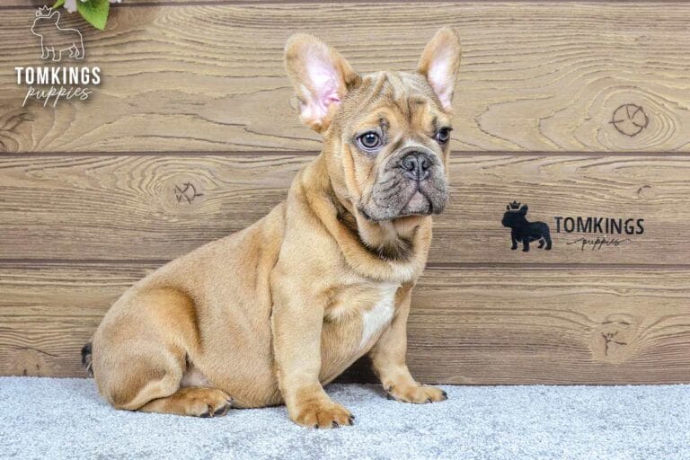 Breckin, a blue fawn male French Bulldog puppy, sitting sideways on light carpet against a wood backdrop.