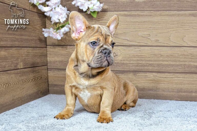 Breckin, a blue fawn male French Bulldog puppy, sitting under pink blossoms and looking to the side.