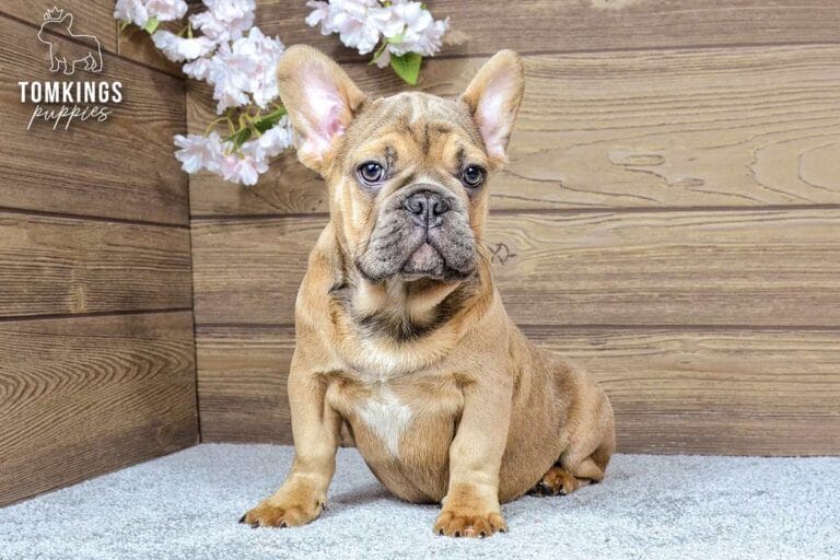 Breckin, a blue fawn male French Bulldog puppy, sitting front-facing on light carpet beneath blossoms.
