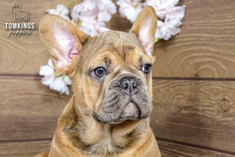 Breckin, a blue fawn male French Bulldog puppy, shown in a close-up portrait with pink blossoms overhead.