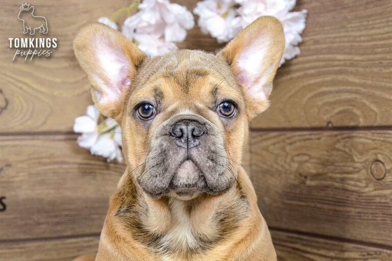 Breckin, a blue fawn male French Bulldog puppy, centered in a close-up front portrait indoors.