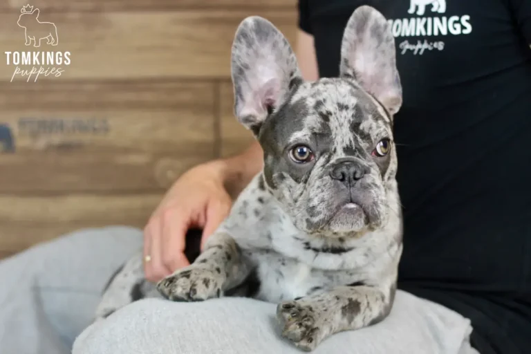 Brixton, available French Bulldog puppy at TomKings