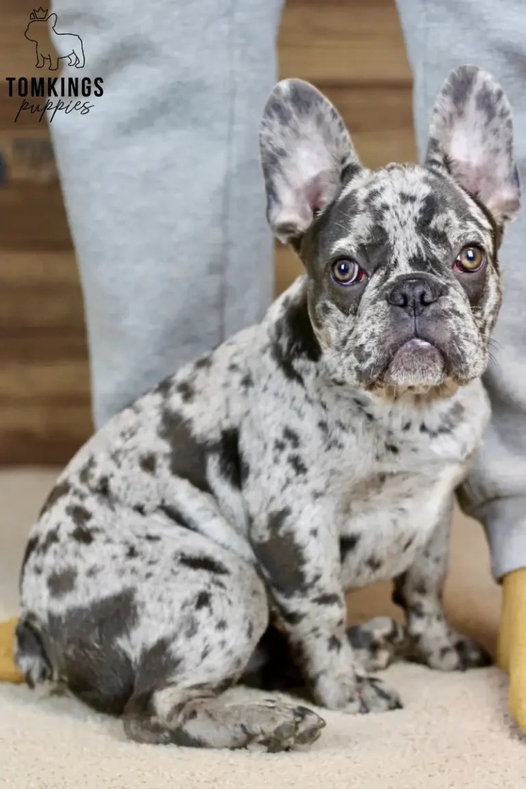 Brixton, available French Bulldog puppy at TomKings