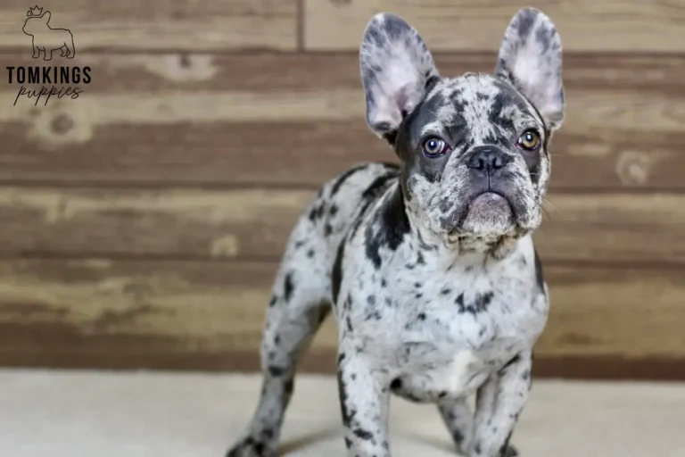 Brixton, available French Bulldog puppy at TomKings