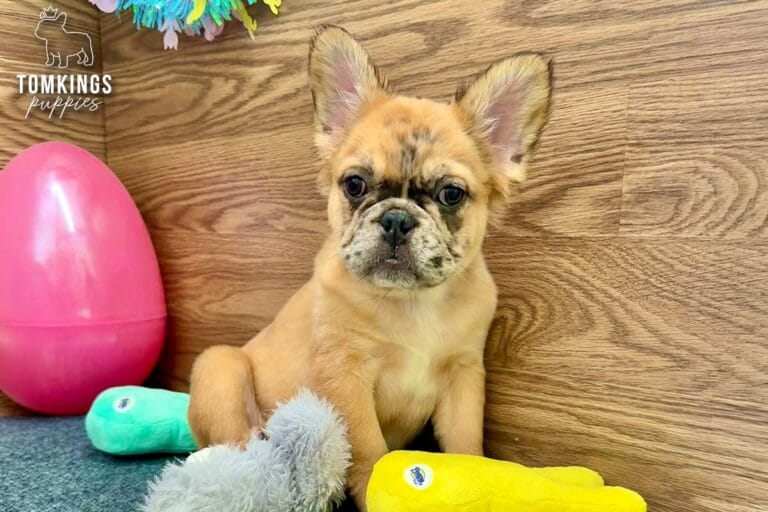 Cajun, a fawn French Bulldog puppy with darker facial markings, sitting on gray carpet beside plush toys.