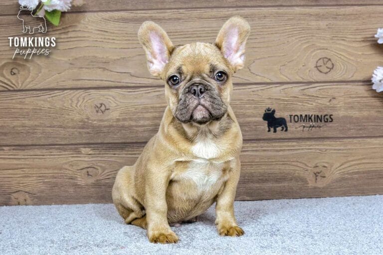 Chase, a blue fawn male French Bulldog puppy, sitting front-facing on light carpet indoors.