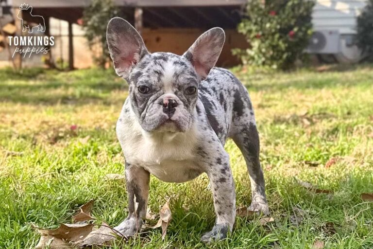 Cocoa, a blue merle French Bulldog puppy, standing on grass outdoors and facing forward.