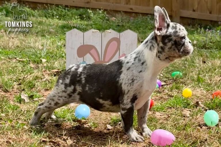 Cocoa, a blue merle French Bulldog puppy, standing in full side profile on grass outdoors.