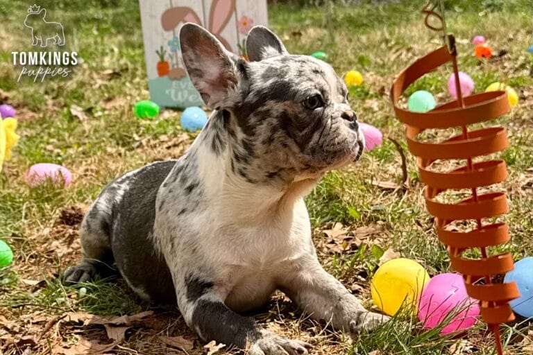 Cocoa, a blue merle French Bulldog puppy, lying on grass beside pastel Easter eggs outdoors.
