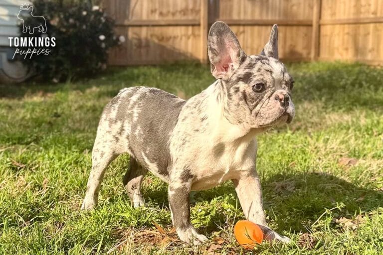 Cocoa, a blue merle French Bulldog puppy, standing in side view on grass with Easter eggs nearby.