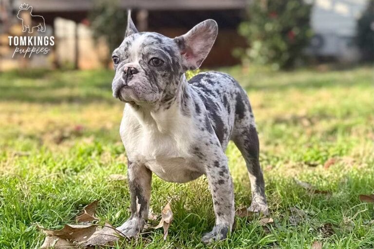 Cocoa, a blue merle French Bulldog puppy, standing on grass outdoors in a backyard.