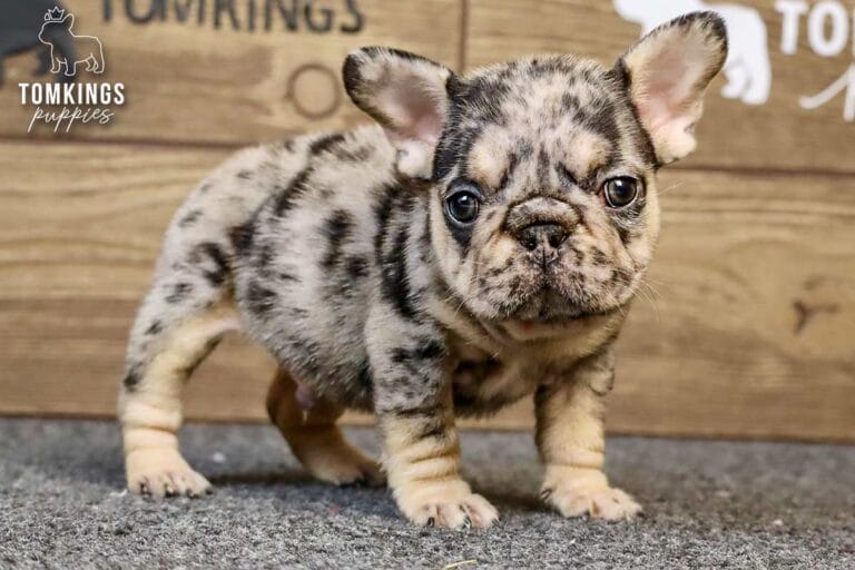 Edwin, a black merle and tan male French Bulldog puppy, standing on gray carpet and facing forward.