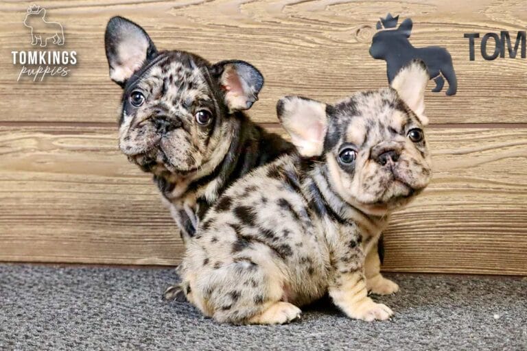 Edwin, a black merle and tan male French Bulldog puppy, sitting with another puppy visible beside him.