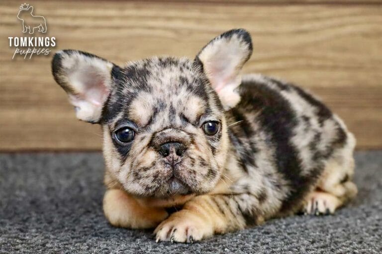 Edwin, a black merle and tan male French Bulldog puppy, lying on gray carpet with his face toward the camera.