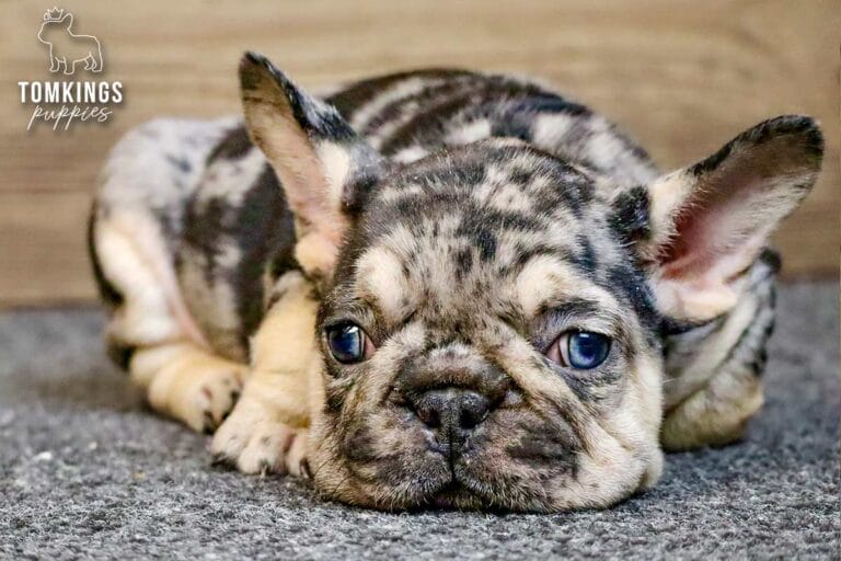 Fuller, a black merle and tan male French Bulldog puppy, lying flat on gray carpet in a close-up view.