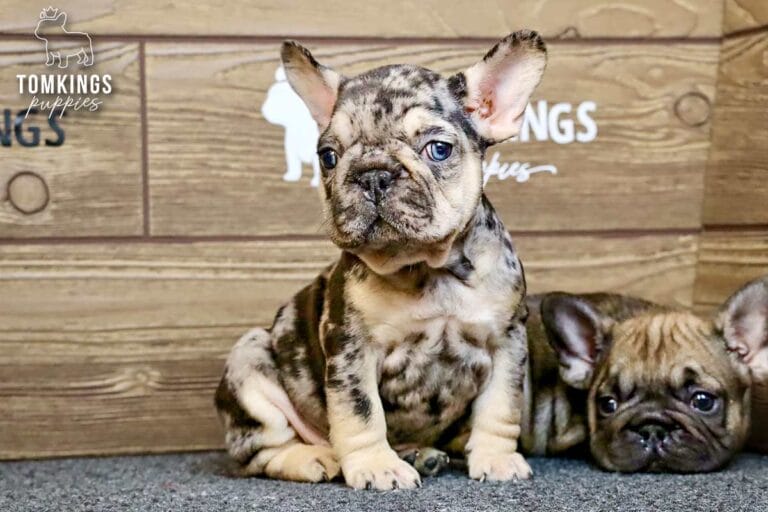 Fuller, a black merle and tan male French Bulldog puppy, sitting with another puppy visible at his side.