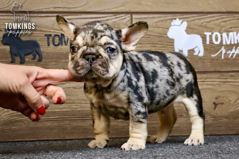 Fuller, a black merle and tan male French Bulldog puppy, standing while a hand touches under his chin.