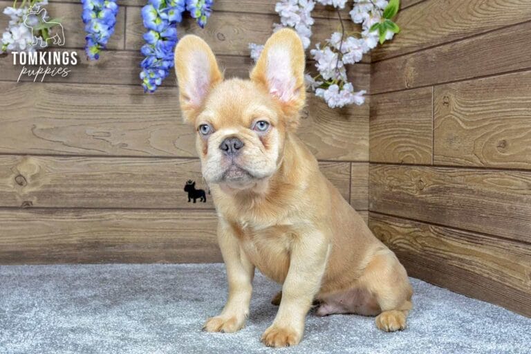 Jonathan, a lilac fawn fluffy male French Bulldog puppy, sitting on gray carpet indoors.