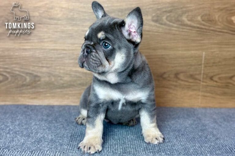 Kelly, a lilac and tan female French Bulldog puppy, sitting in left profile on gray carpet.