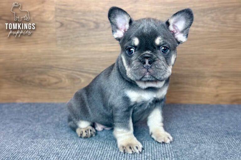Kelly, a lilac and tan female French Bulldog puppy, sitting and facing forward on gray carpet.