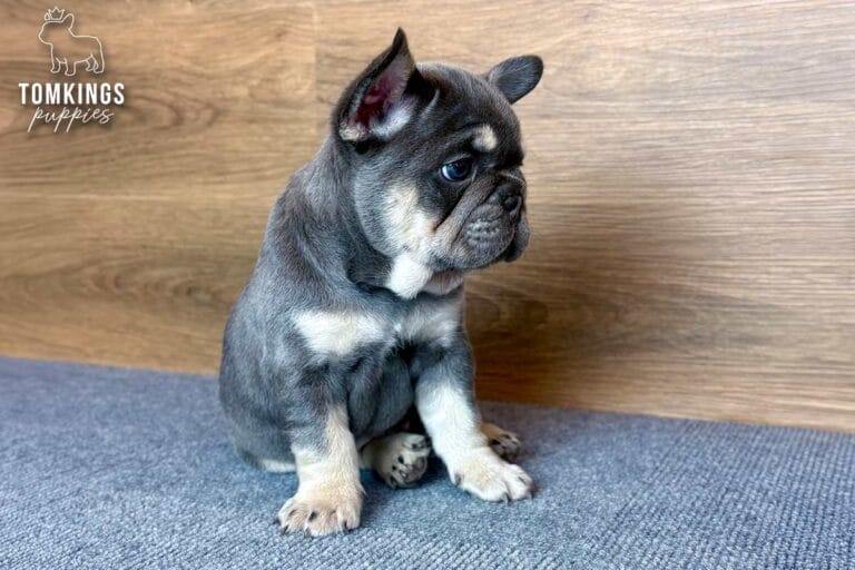 Kelly, a lilac and tan female French Bulldog puppy, sitting in right-facing profile on gray carpet.