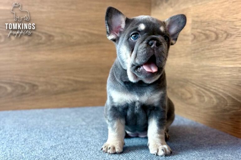 Kelly, a lilac and tan female French Bulldog puppy, sitting with her mouth open on gray carpet.