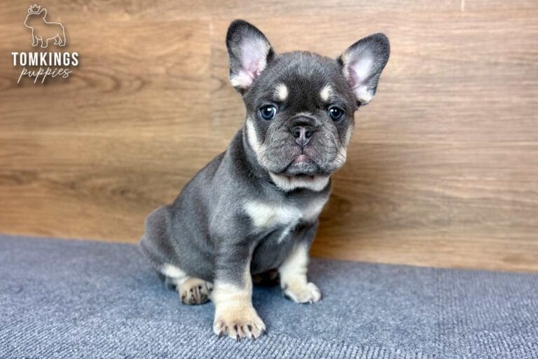 Kelly, a lilac and tan female French Bulldog puppy, sitting in a three-quarter portrait on gray carpet.