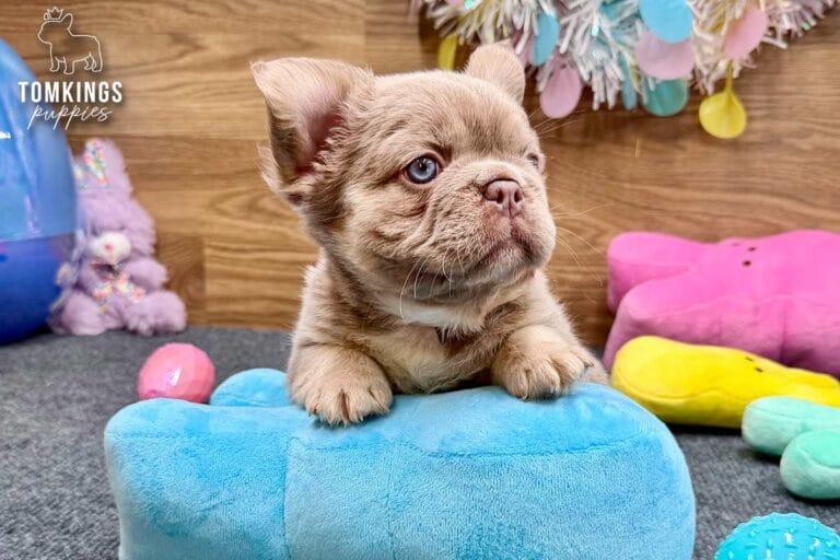 Kelsea, a New Shade Isabella Tan Fluffy French Bulldog puppy, resting her paws on a blue plush toy in an Easter setup.