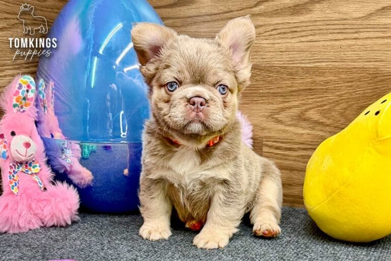 Kelsea, a New Shade Isabella Tan & Pink Fluffy French Bulldog puppy, sitting on gray carpet beside a blue egg and yellow plush toy.
